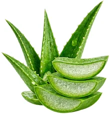 Bustfull — aloe vera botanical extract