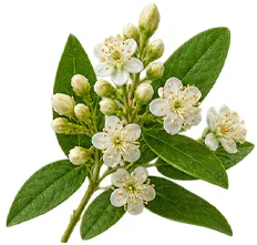 Bustfull — deoxymiroestrol plant compound
