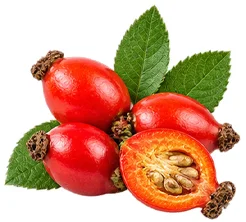 Bustfull — rosehip oil ingredient